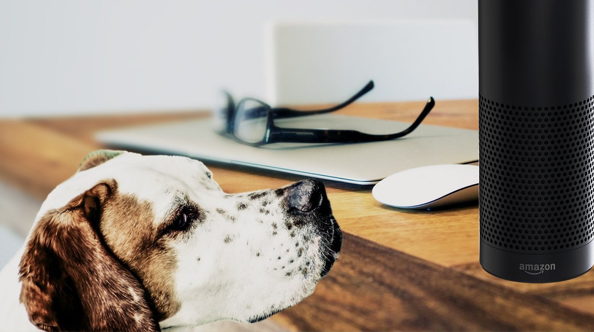 RoverDotCom's tweet photo. Ad: What if dogs could talk to Alexa? https://t.co/pEe6EvS0sF #AlexaPetWeek https://t.co/pCsJGEA5dh