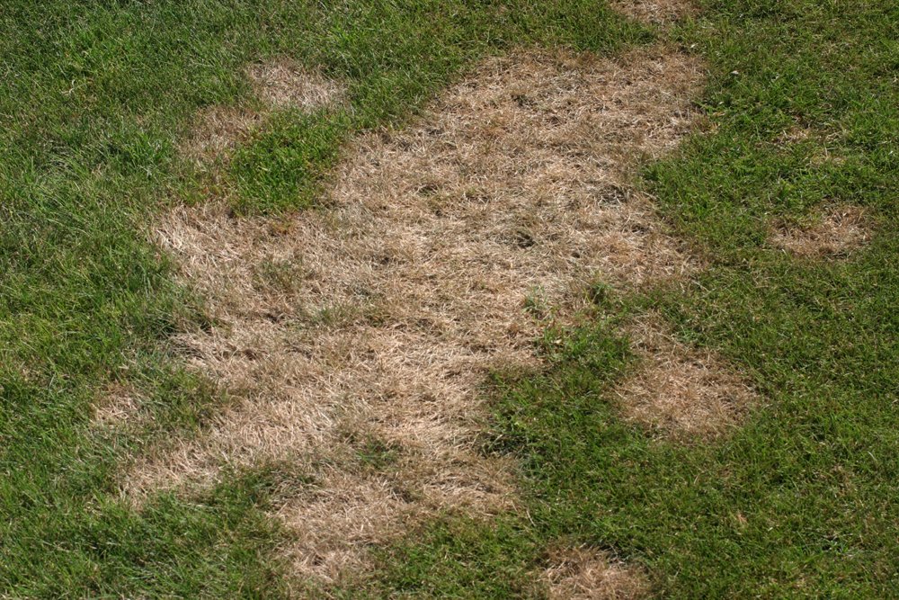 SFM_Magazine's tweet image. Can you identify this common turfgrass disease? #DiseaseIDClass #TurfHealthTuesday #SportsTurf
