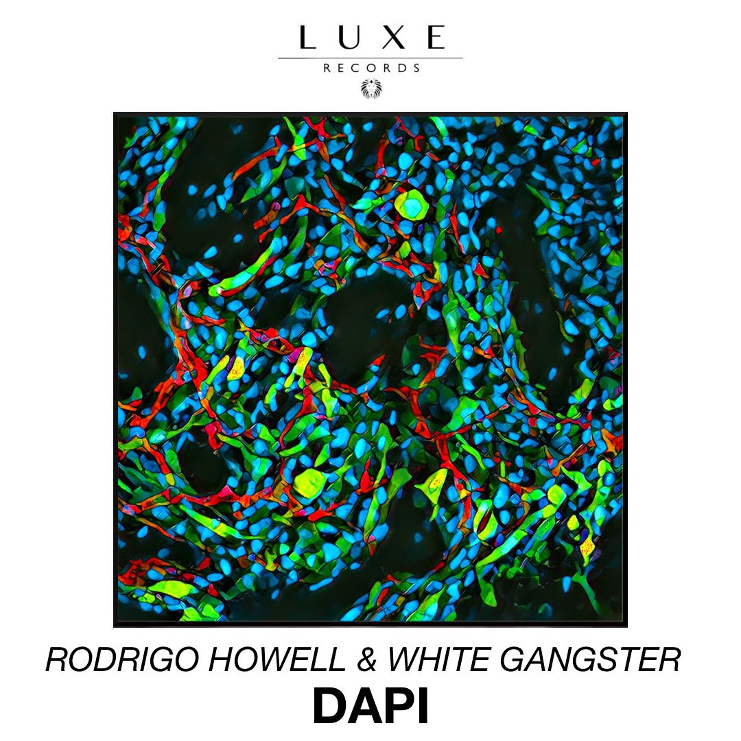 luxerecords's tweet photo. Up next we have @RodrigoHowellL &amp; @djwhitegangster - DAPI! Early support from @Mightyfools at Tomorrowland! Out this Friday 10.06.17 https://t.co/pCgOxsQGBU