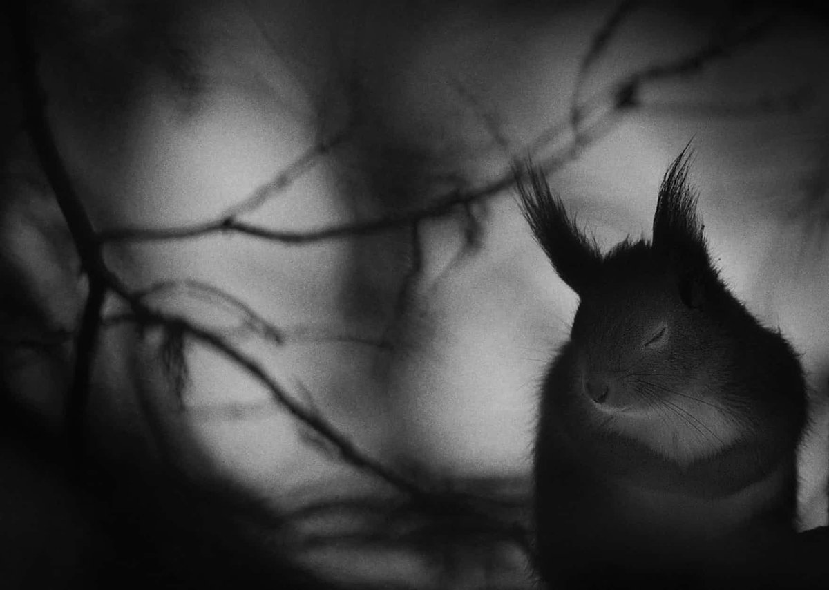 Pythika's tweet photo. σκίουρος - squirrel
Perhaps from σκιά - shadow, and οὐρά - tail #shadowtail
Red squirrel photographed by Mats Andersson https://t.co/CH8TAAhC7q