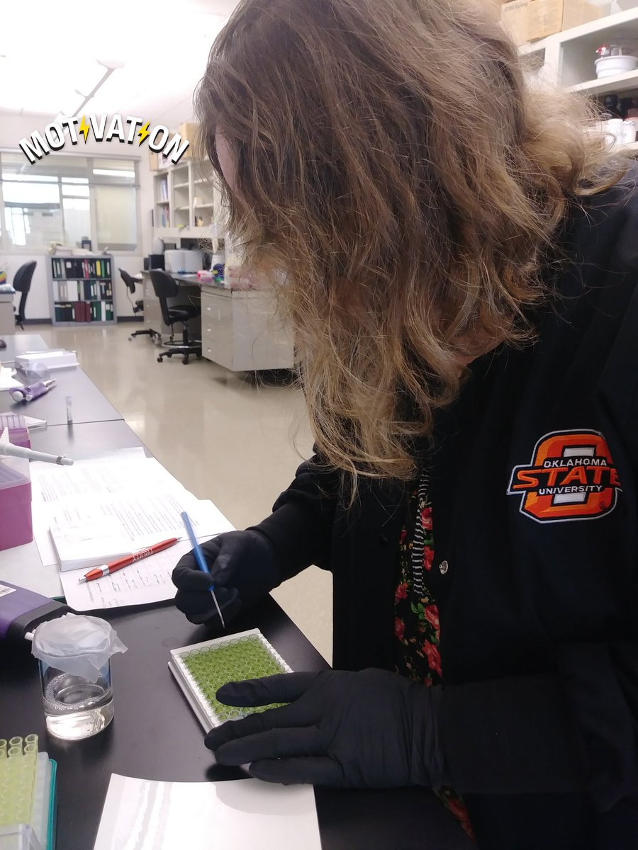 SFNTulsaChapter's tweet photo. Testing #estrogen  levels w #Elisa female#prairievoles  are reproductively quiescent until estrus is induced by an eligible bachelor #OSUCHS https://t.co/dHnOxGD3Dj