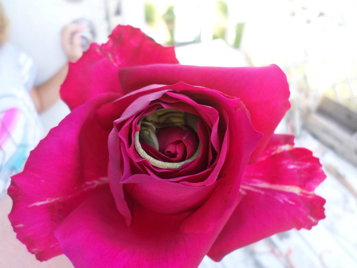 bohicasis's tweet photo. #islandlife #anole #bohicasis
Roses are Red
Lizards are Green
I sleep in a rose
so that I can't be seen. https://t.co/VyykfDrnmF