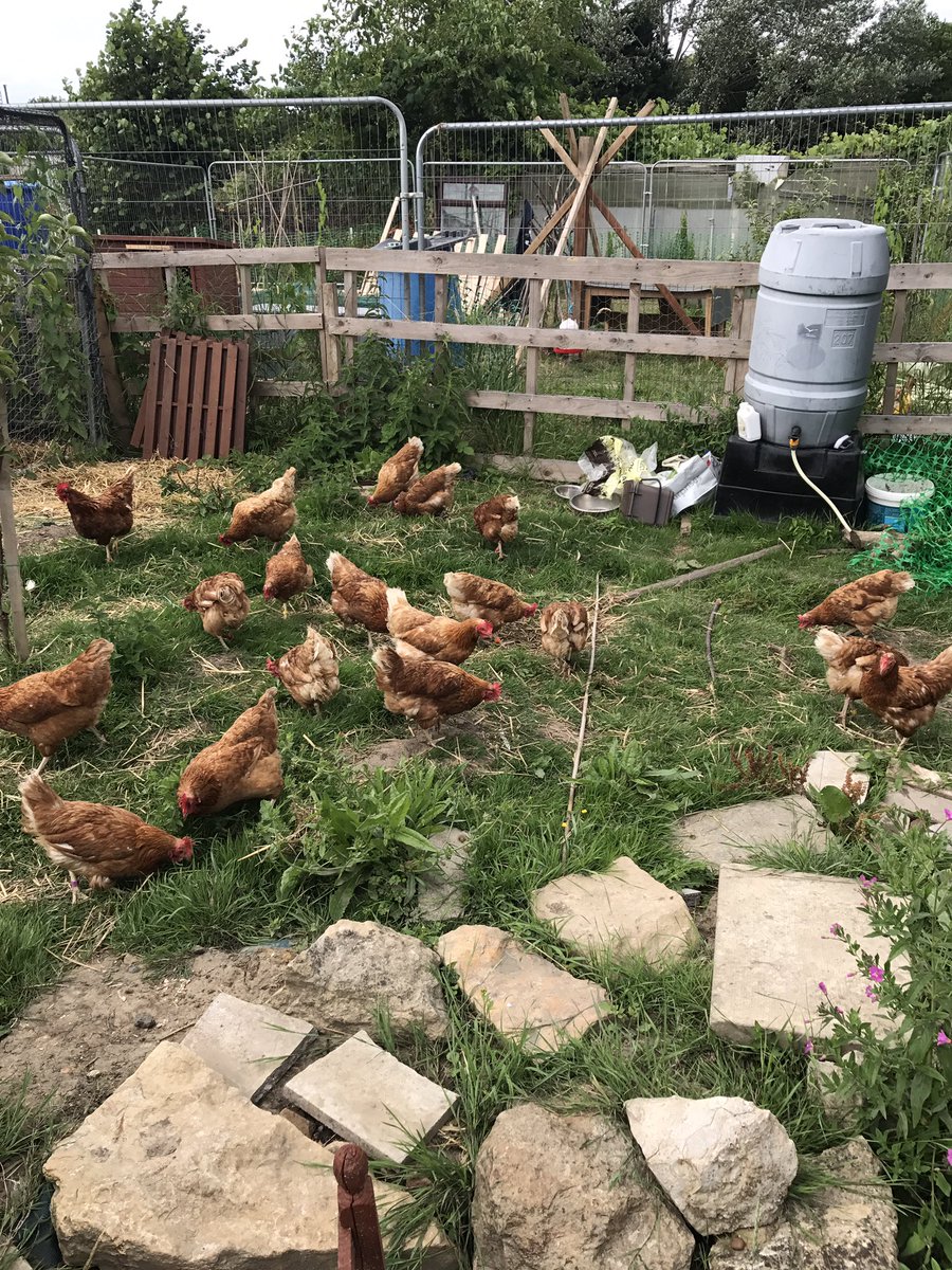 PatchHatch's tweet image. Free-ranging for the Ex-bats!