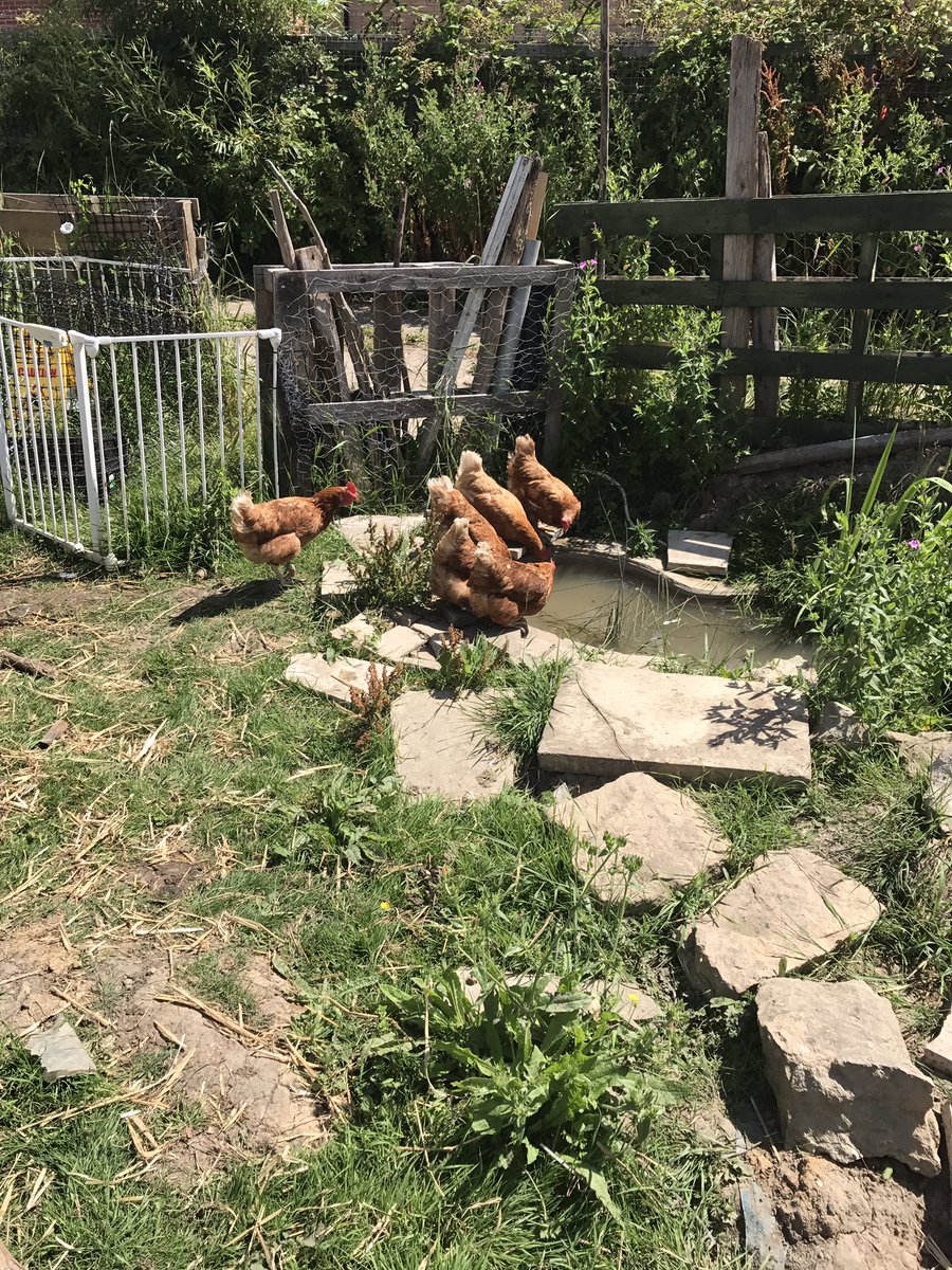 PatchHatch's tweet image. Free-ranging for the Ex-bats!