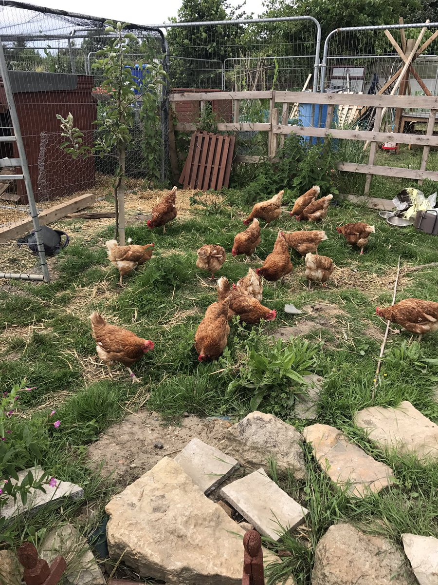 PatchHatch's tweet image. Free-ranging for the Ex-bats!