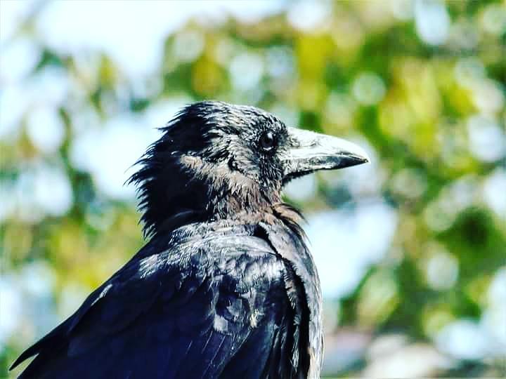 Totnesbabe's tweet photo. #crows #torquaycrows #torbayinpictures https://t.co/4gWNX8A6ac