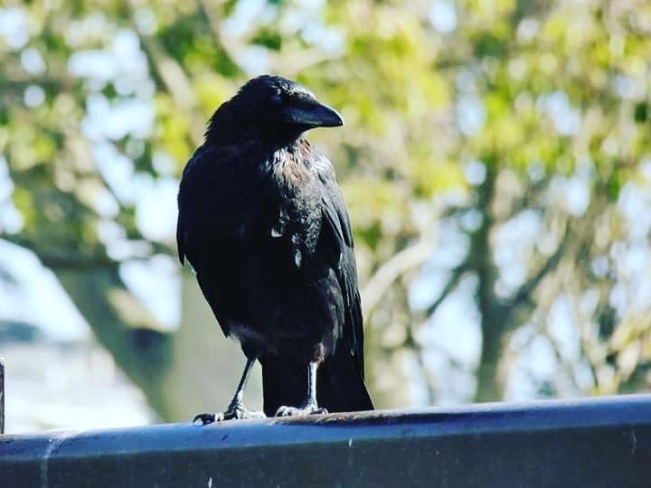 Totnesbabe's tweet photo. #crows #torquaycrows #torbayinpictures https://t.co/4gWNX8A6ac