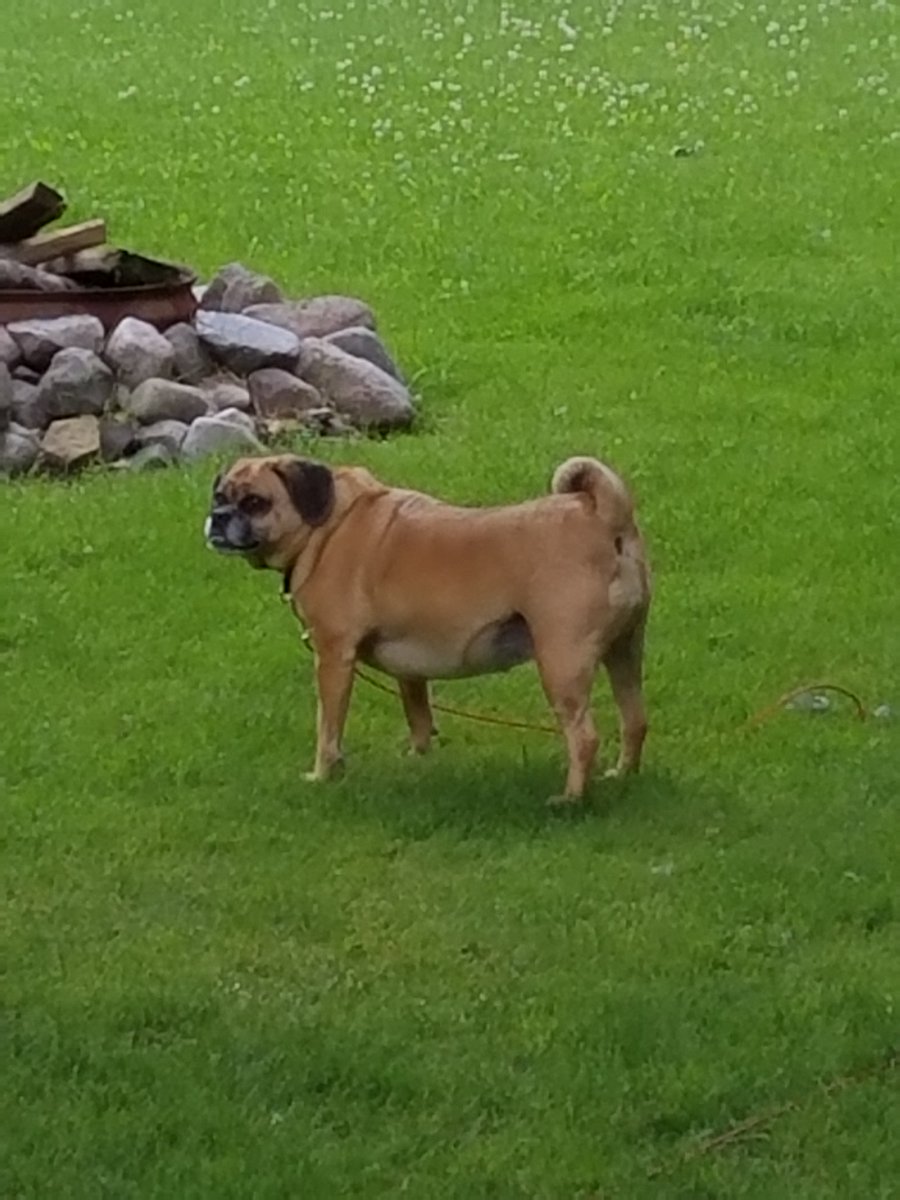 macattack0123's tweet photo. more dogs https://t.co/zKo7s5QQKr