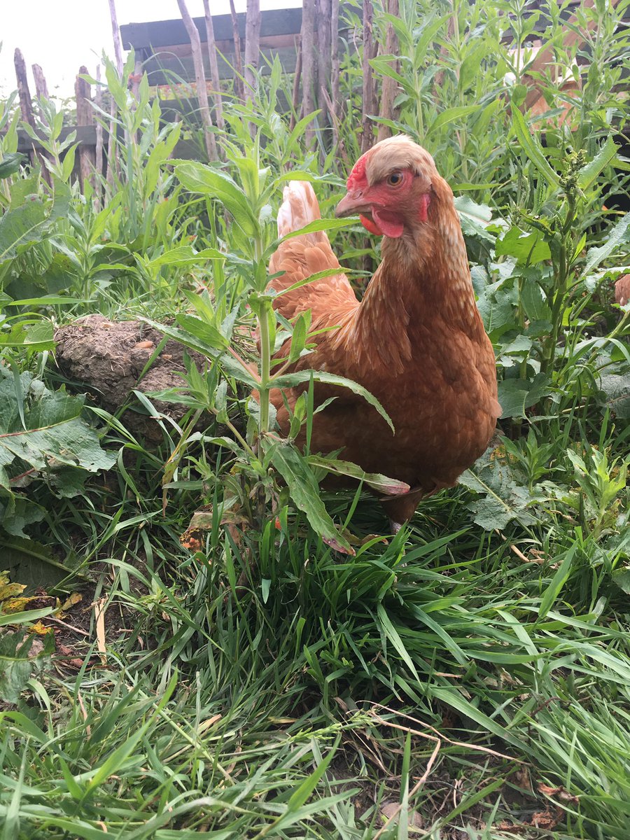 PatchHatch's tweet image. Such a beauty... and a wonderful retirement for her!!