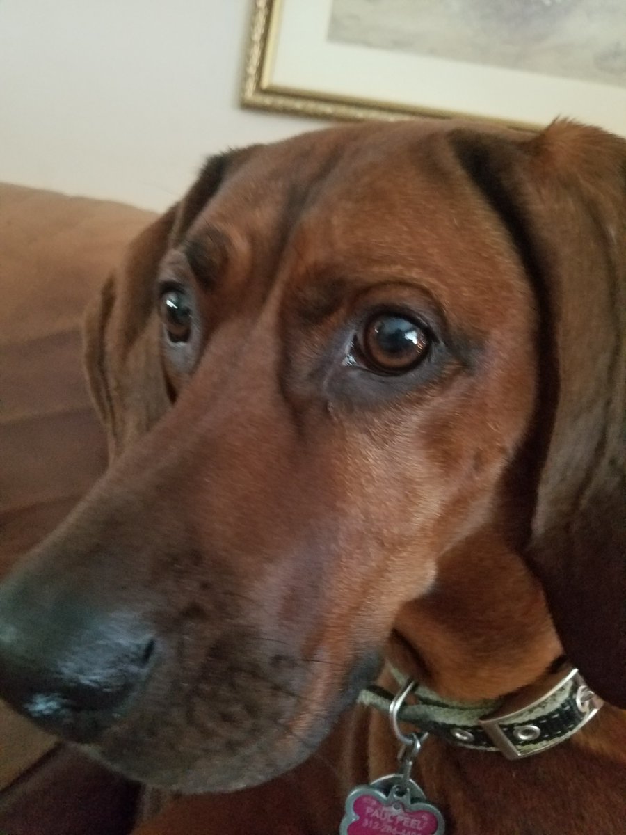 macattack0123's tweet photo. more dogs https://t.co/zKo7s5QQKr
