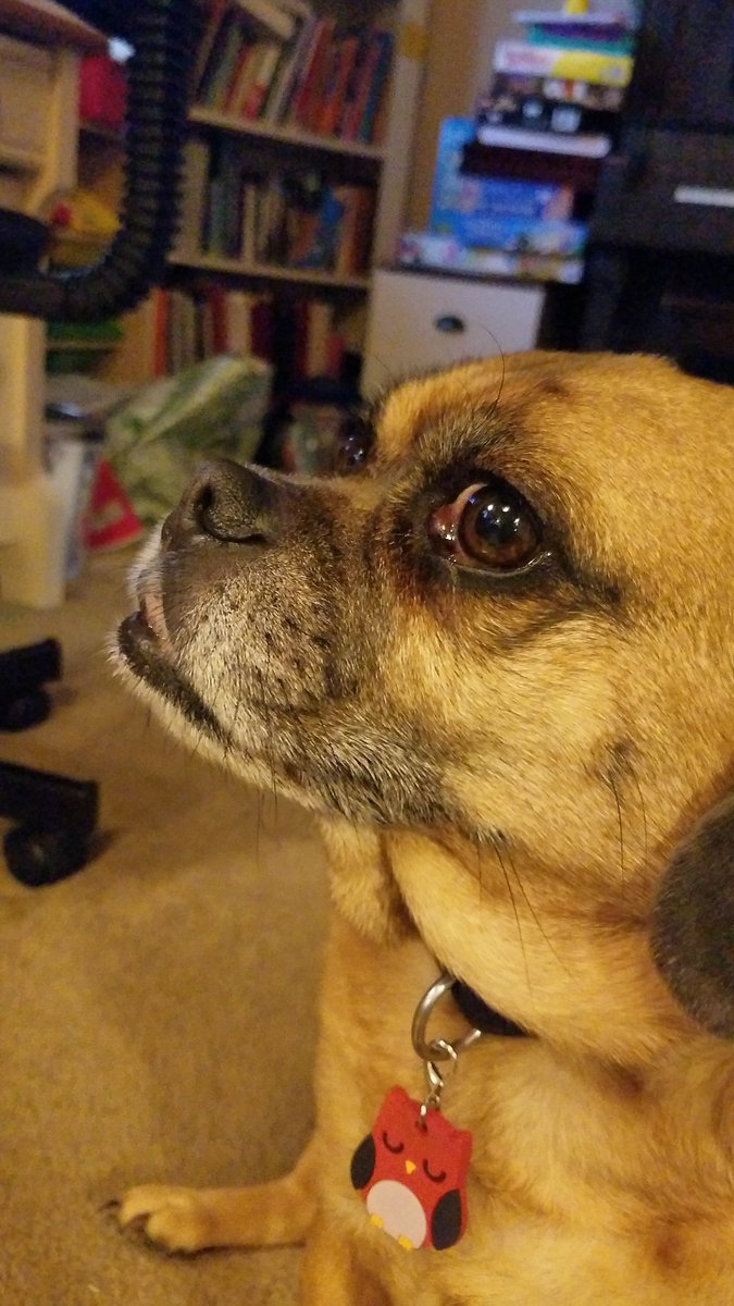 macattack0123's tweet photo. more dogs https://t.co/zKo7s5QQKr