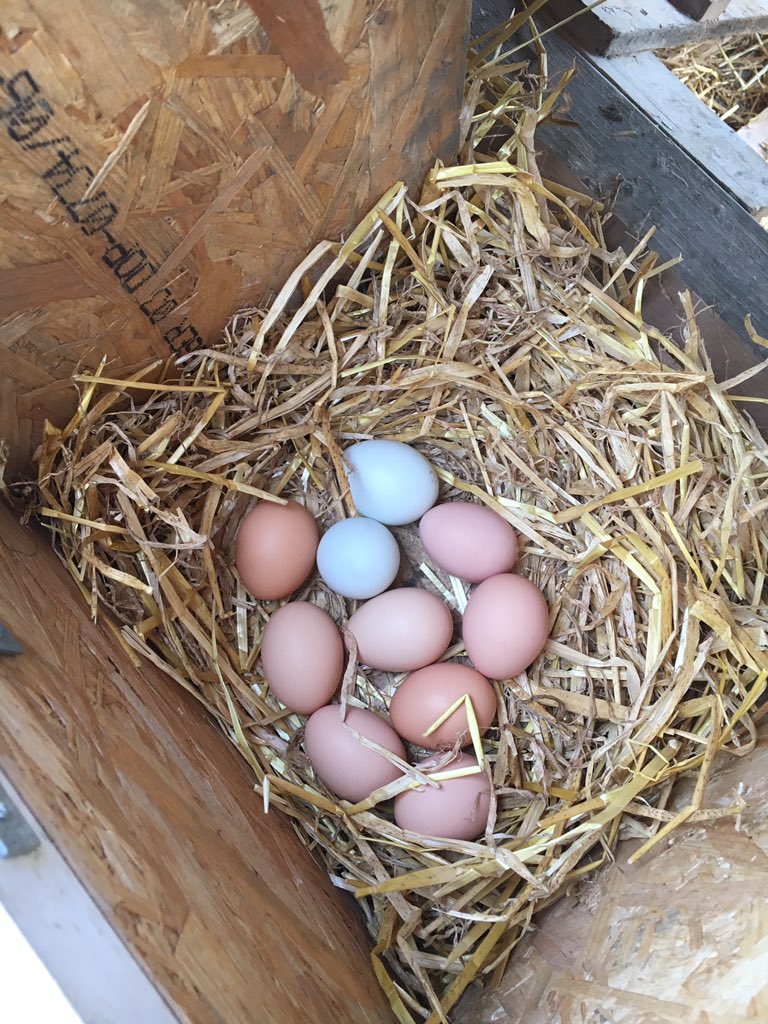 PatchHatch's tweet image. ...and so do their eggs too!