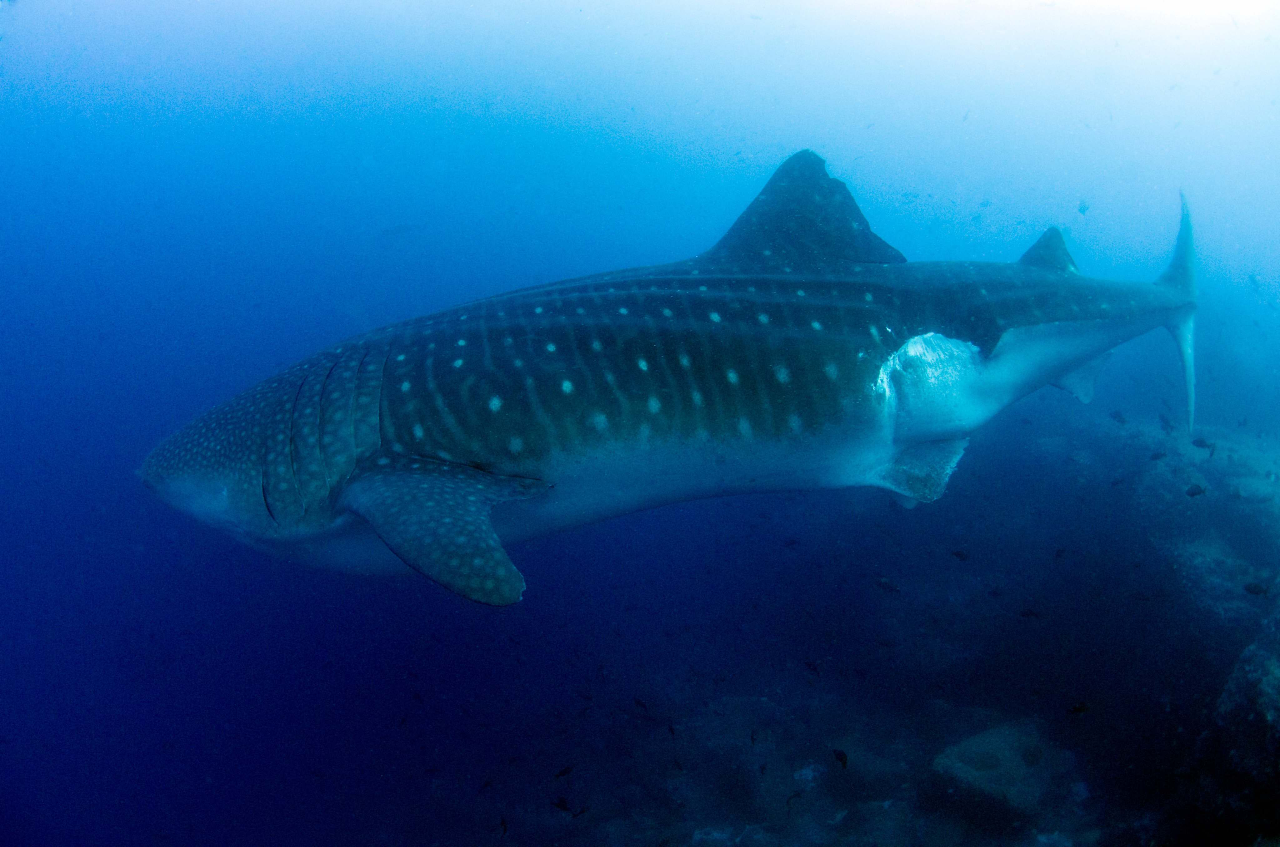 Simon Pierce The Joking Reference To A Possible Megalodon Bite On A Living Whale Shark Was Probably Unwise T Co 0hgrh2nx4v Fun Though T Co Bemlrztqdl Twitter