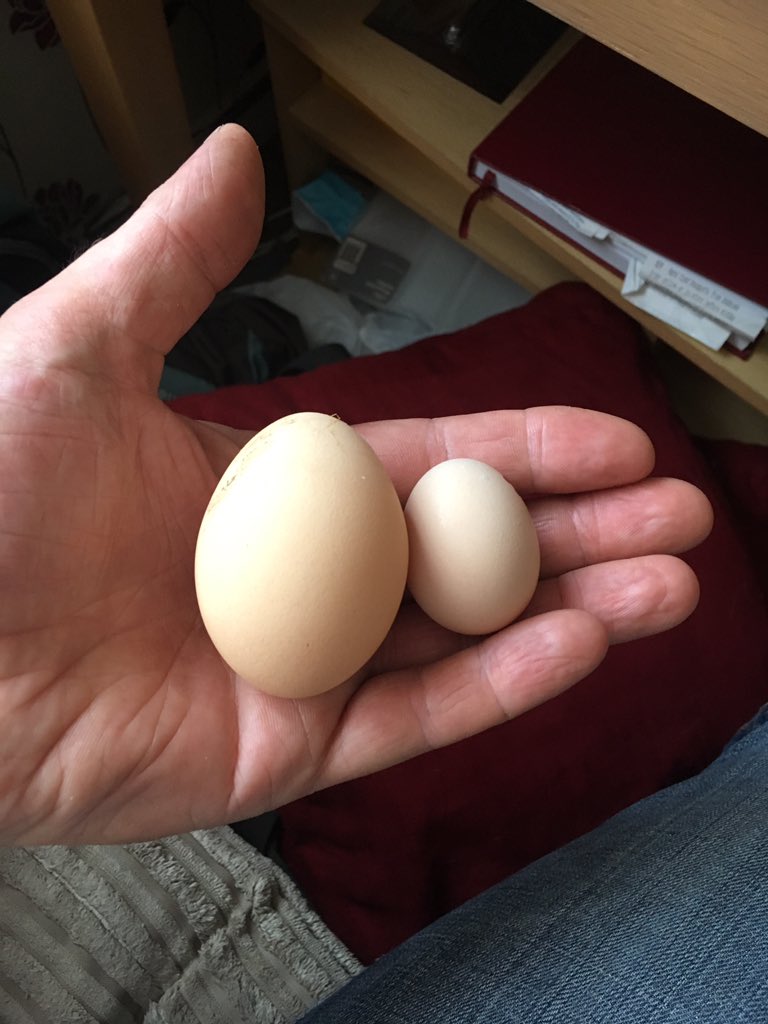 PatchHatch's tweet image. Little and large!!!