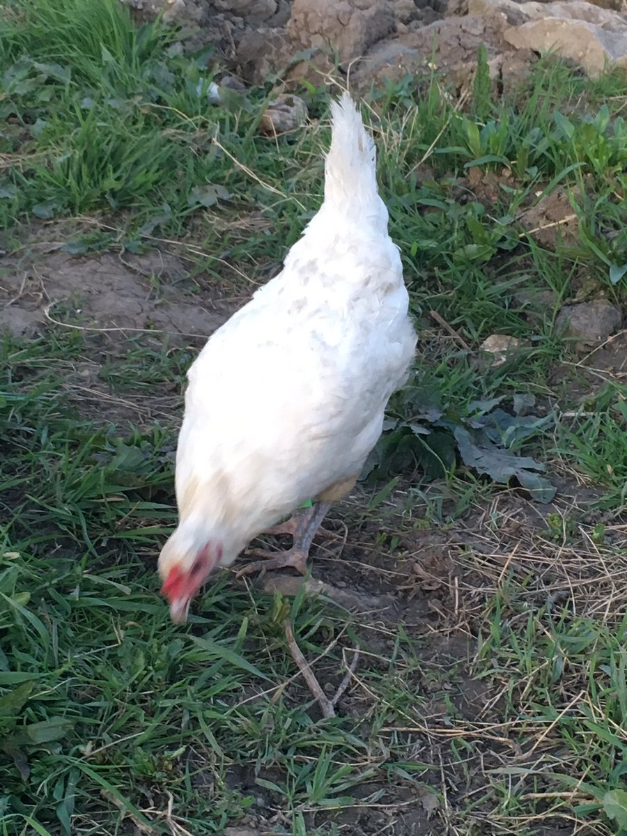 PatchHatch's tweet image. Remember chickens come in all shapes and sizes...