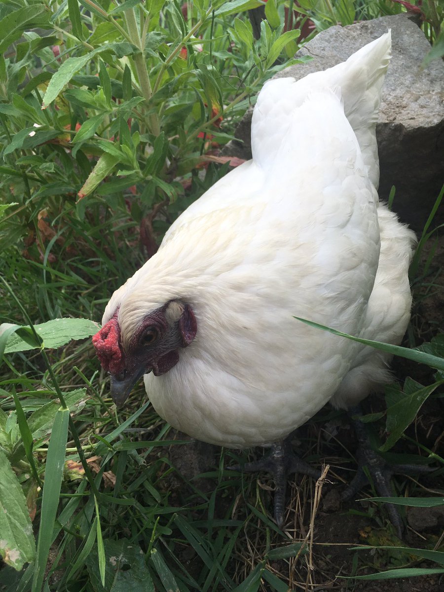 PatchHatch's tweet image. Remember chickens come in all shapes and sizes...