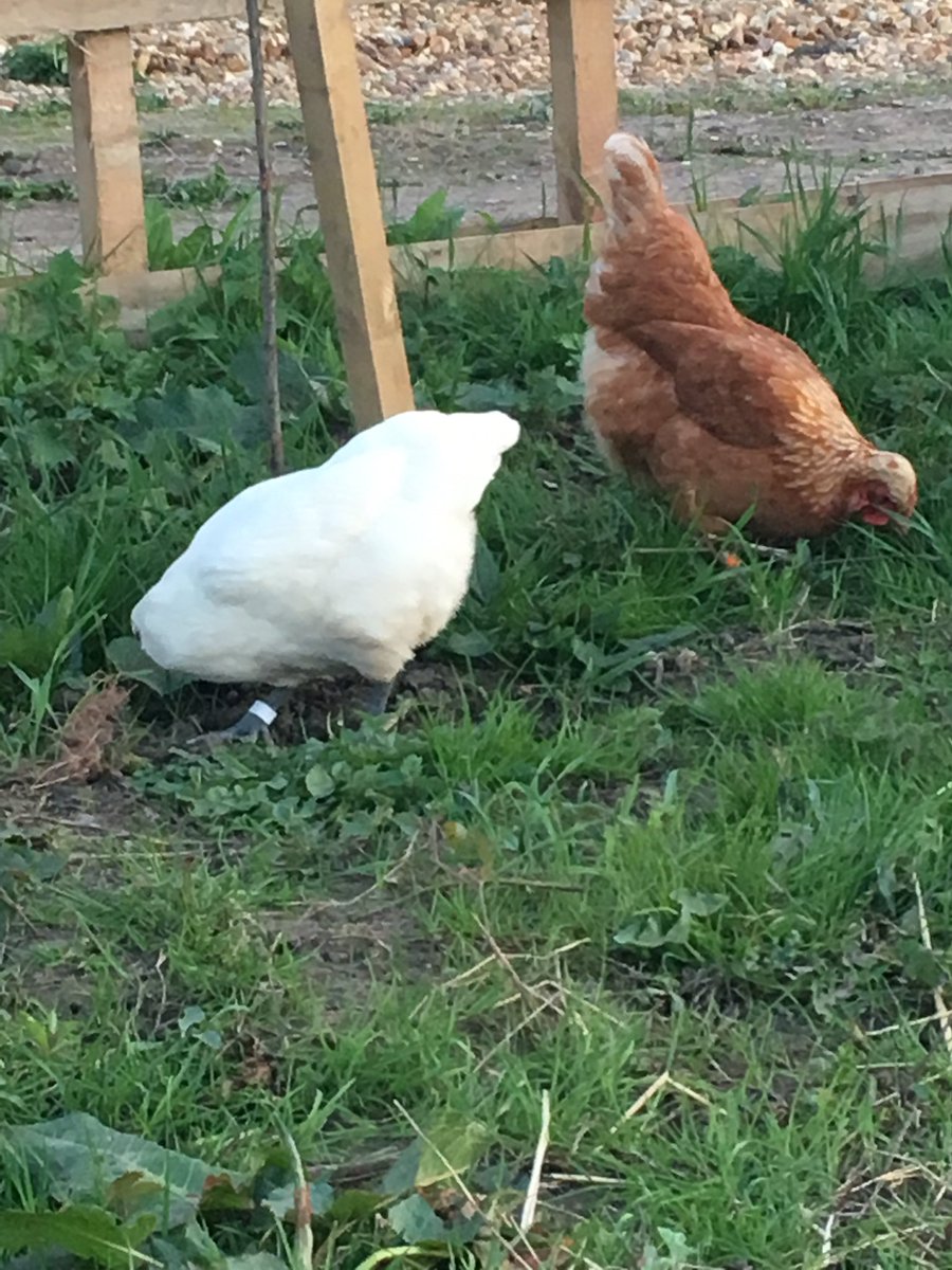 PatchHatch's tweet image. Remember chickens come in all shapes and sizes...