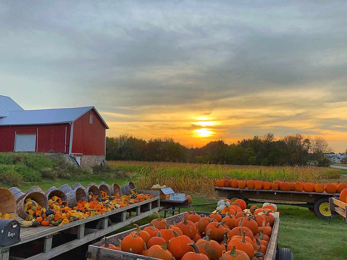 lkaebs's tweet photo. Sunset at the pumpkin farm #sunset #everythingfall #pumpkinfarm https://t.co/vja1NDavo0