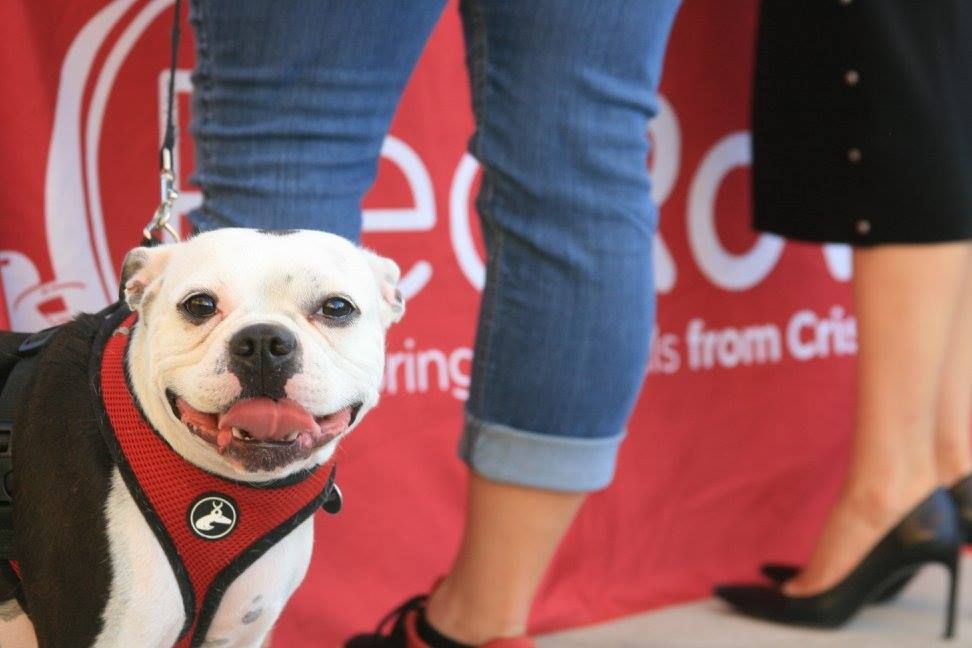 RedRoverOrg's tweet photo. Missed our Paws for Pints event last week? Check out some of the photos on our FB page: https://t.co/tZ1Qibd6Th #RedRover30 #pawsforward https://t.co/6Q7IgSgYz5