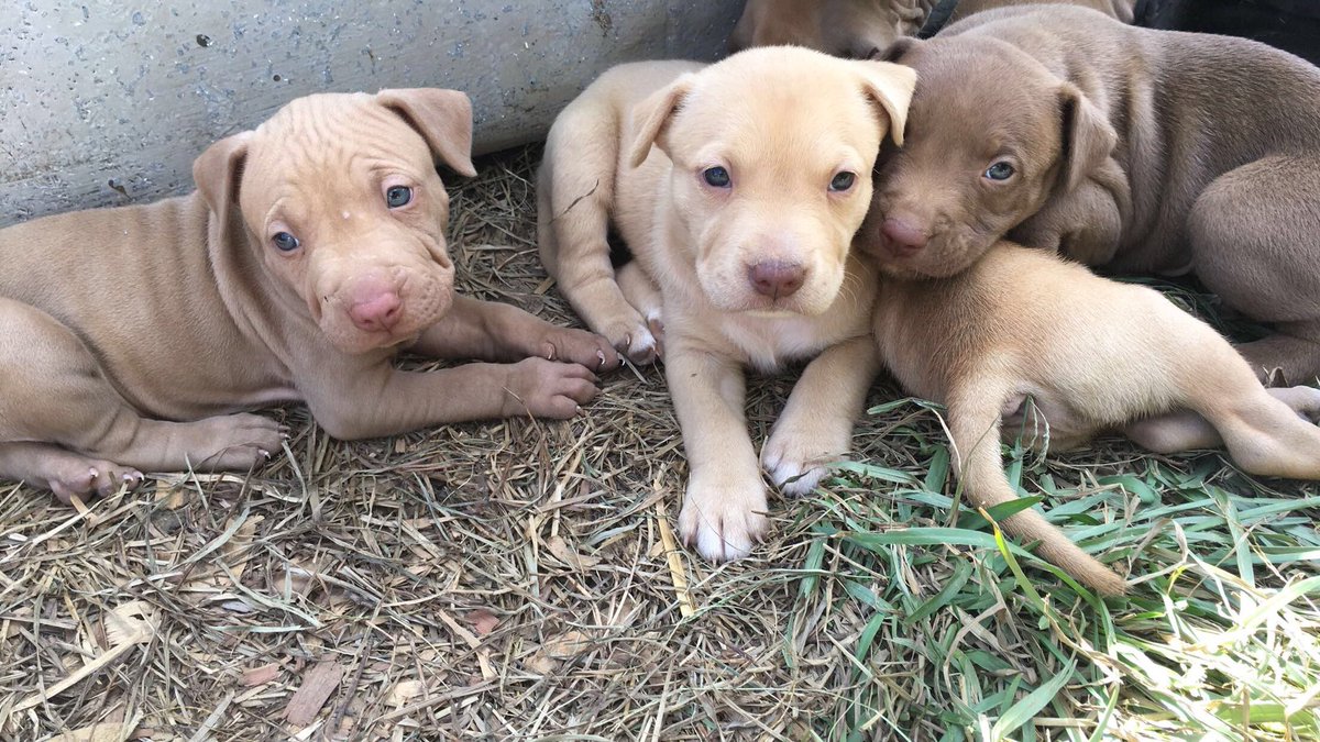 AhhhMyKnee's tweet image. Puppies 4 saleeeee bull city #GetchuOne 🐶🐶🐶