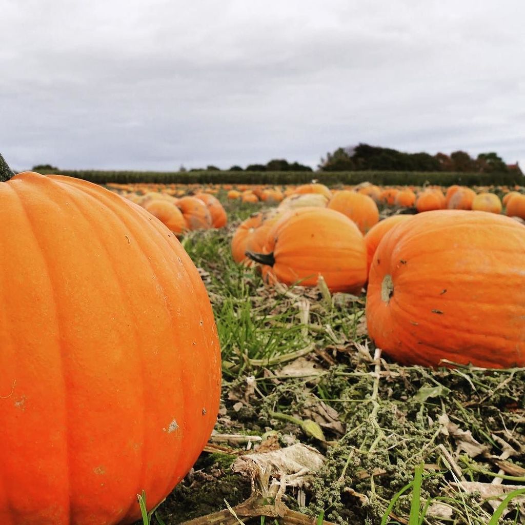 CarlThornton's tweet photo. It’s nearly time to get them carved, lots to choose from at Bellis Brothers #Pumpkins #BellisBrothers #Holt #Wrexham #Halloween #Orange #Pu… https://t.co/KpFffjkhTs