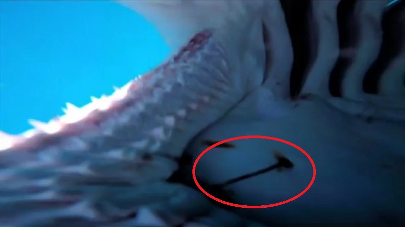 trackingsharks's tweet photo. Video: Inside view of a bull shark’s mouth after it steals @GoPro camera (parasitic copepods visible) https://t.co/C0MmRQ3wJS https://t.co/HfEeDoyW0L