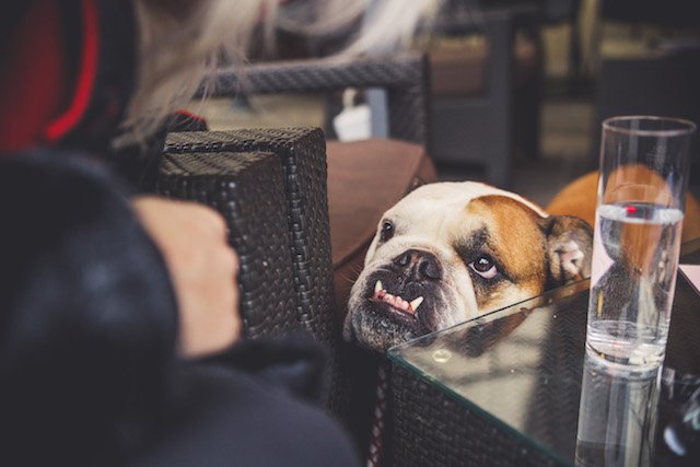 No bones about it: D.C. Council unanimously passes emergency bill to let dogs on patios. dcist.com/2017/10/no_bon…