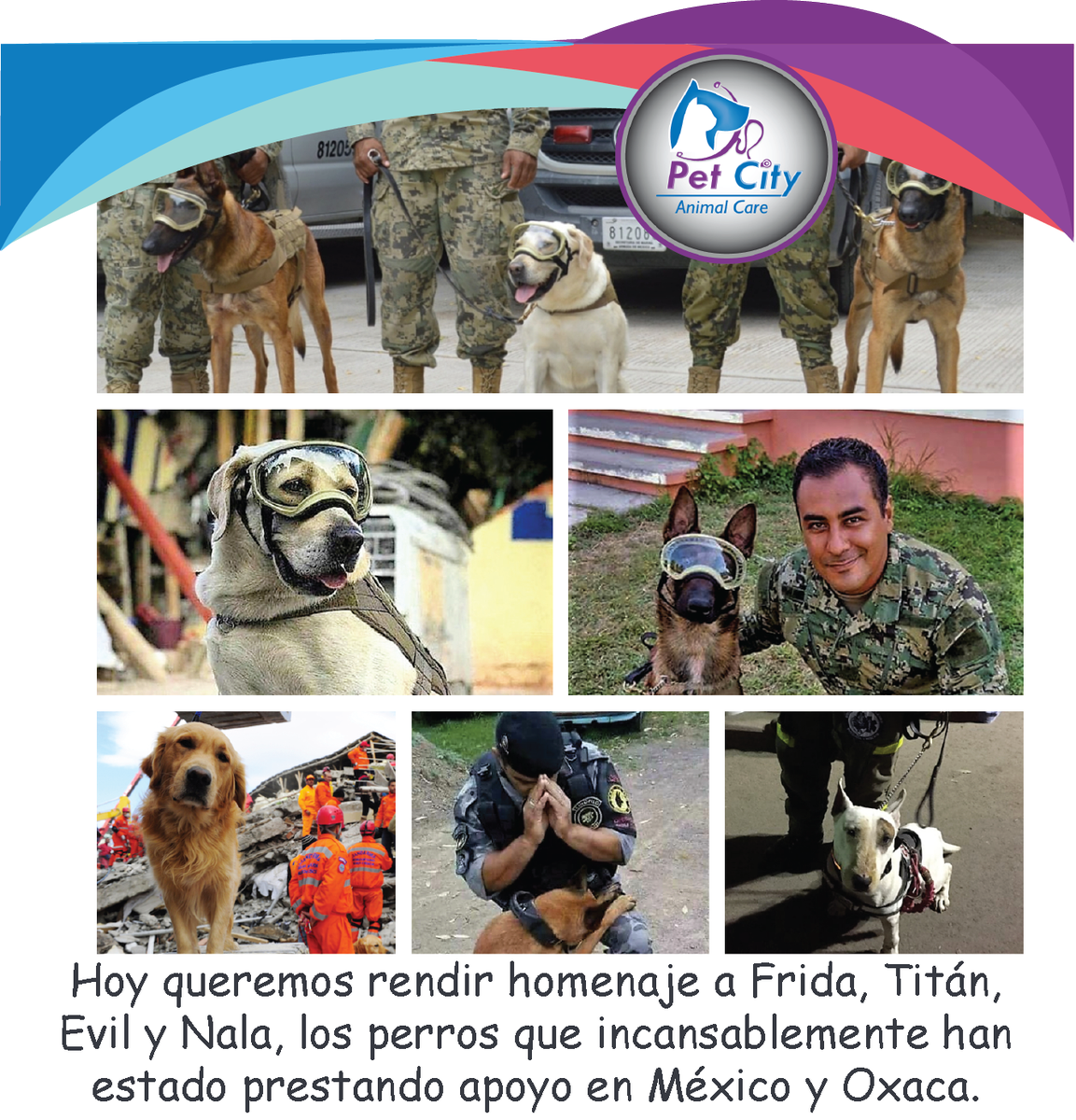 Petcityac's tweet photo. Hoy rendimos homenaje a #Frida #Titán #Evil y #Nala que incansablemente han estado prestando apoyo en MX #PetCityAC #Heroesde4patas https://t.co/RyFoOUNmJ3