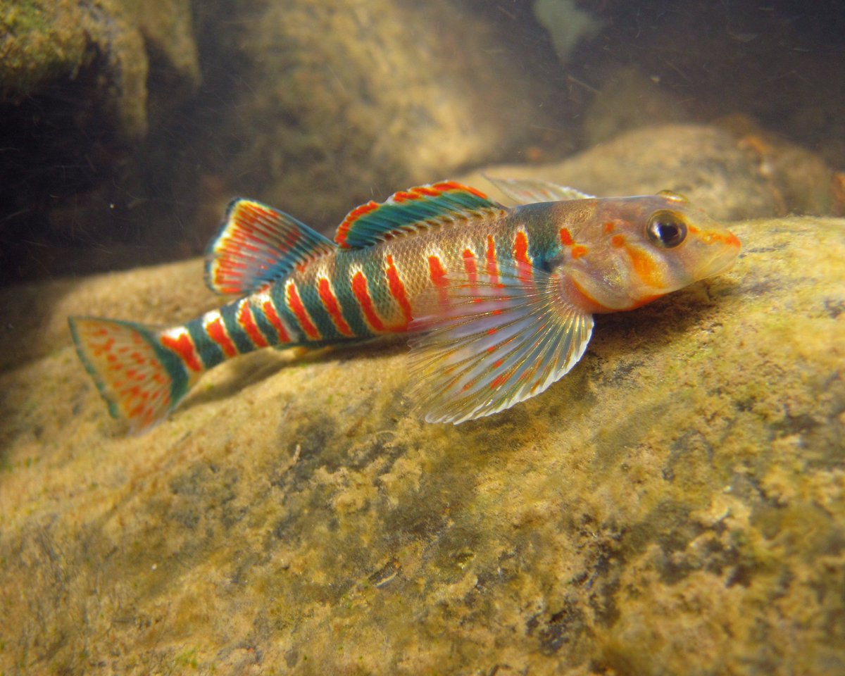 USFWSNortheast's tweet photo. #Candydarter - small fish with a sweet name is in trouble. Proposing protection as βthreatenedβ under #ESA π https://t.co/8M84drFT3ZπΈT.Brown https://t.co/WwCQ6aBZTn