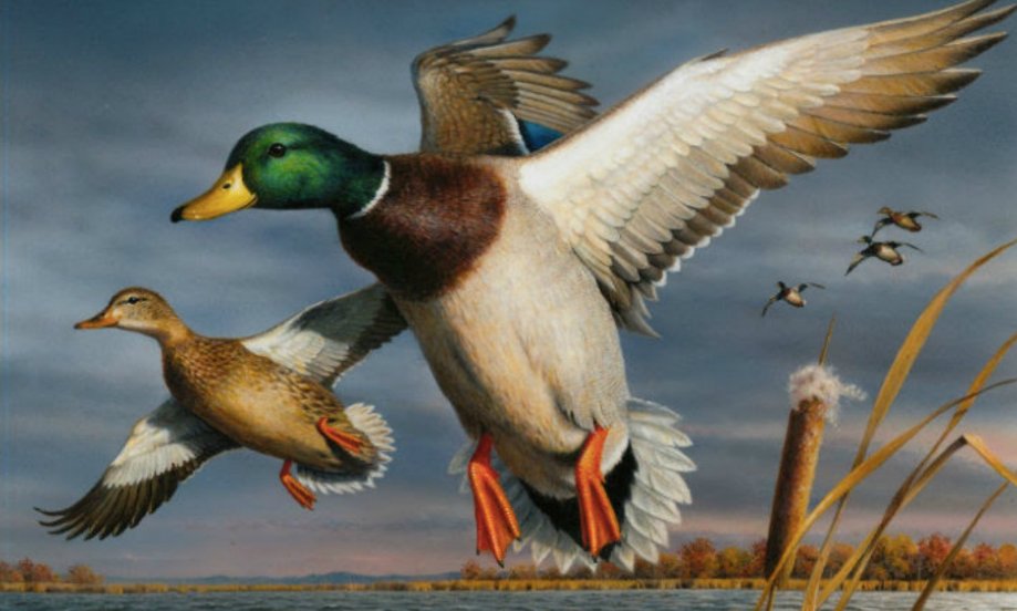 AmericaHunt2016's tweet photo. The 2018 federal duck stamp has been chosen. You guessed, the Mallard will be adorning all duck stamps this year. https://t.co/dwisUqIDKk https://t.co/64SiMD5AQm