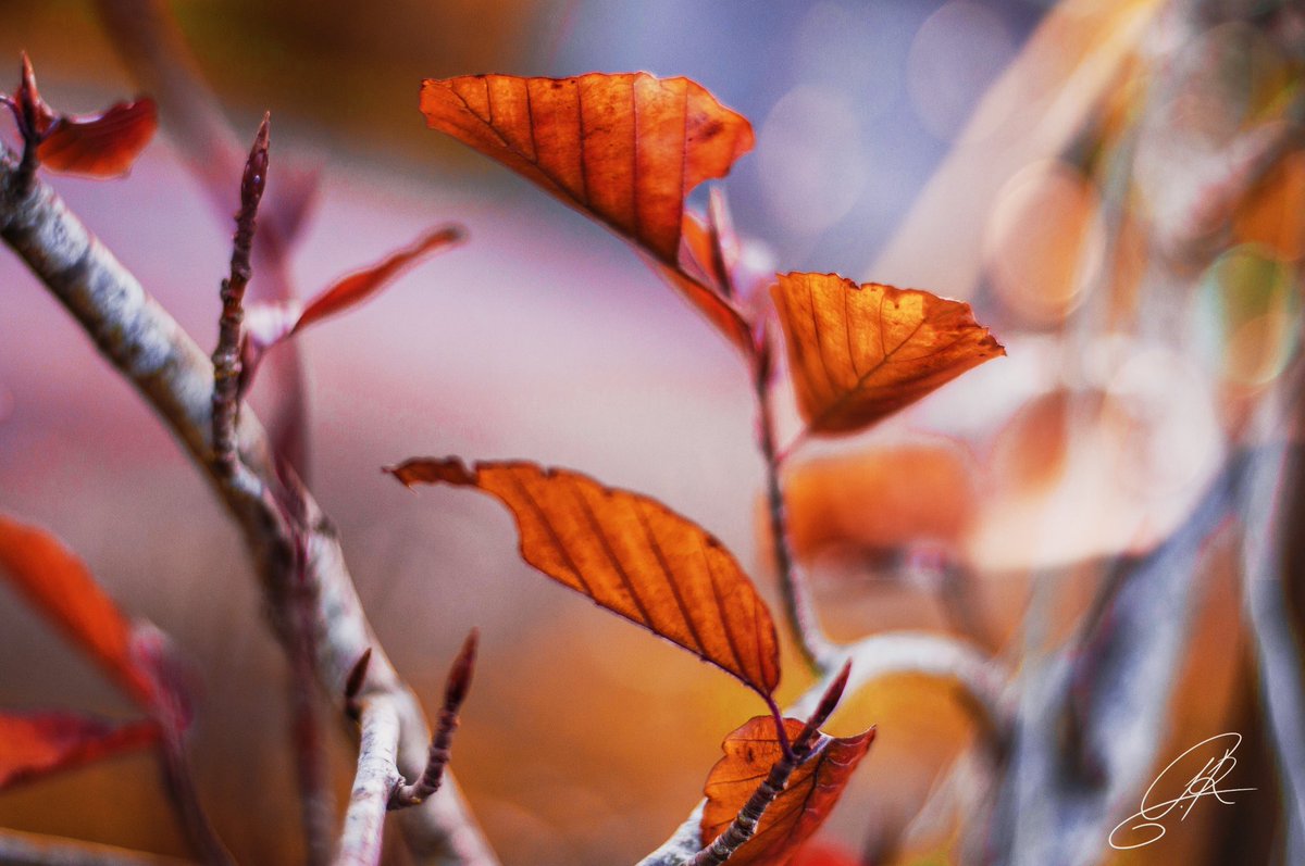 JRogPhotography's tweet photo. First photo of Autumn 🍂 
#Autumn #leafs #autumncolours #Nikon #photography #uk #Wales #southwales #photooftheday #nikonphotography https://t.co/DK2i6nKWa4