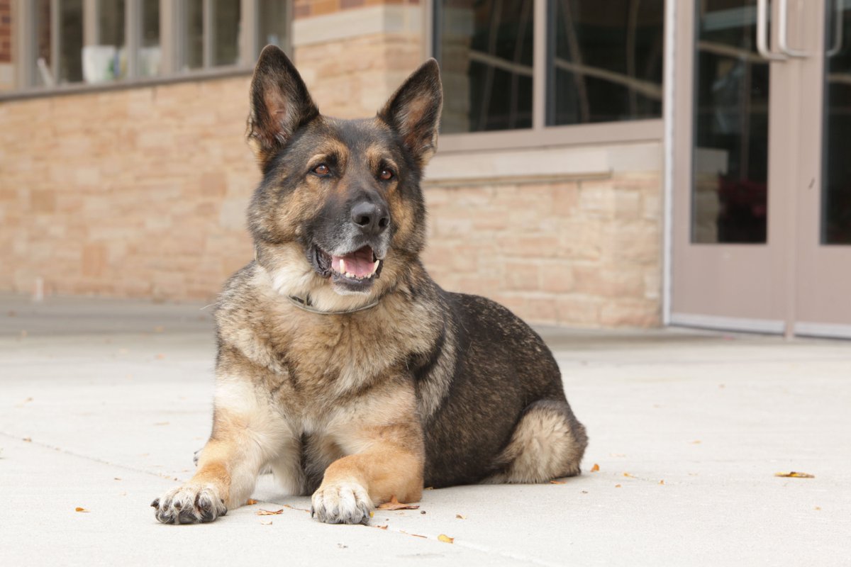 UWMadisonPolice's tweet photo. UWPD is sad to announce the passing of K9 Odin -- a one of a kind officer, partner, protector, and friend. Info >> https://t.co/CkshpoBfWc https://t.co/5TDsqmviNK