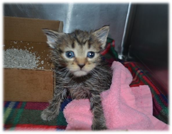 NYCDEATHROWCATS's tweet photo. PLEASE SHARE!! EGGNOG - 8652 - Little kitten Nugget Eggnog ...

Follow me here for more info and status updates: https://t.co/Va3bfffz4y https://t.co/srb7XmuNvD