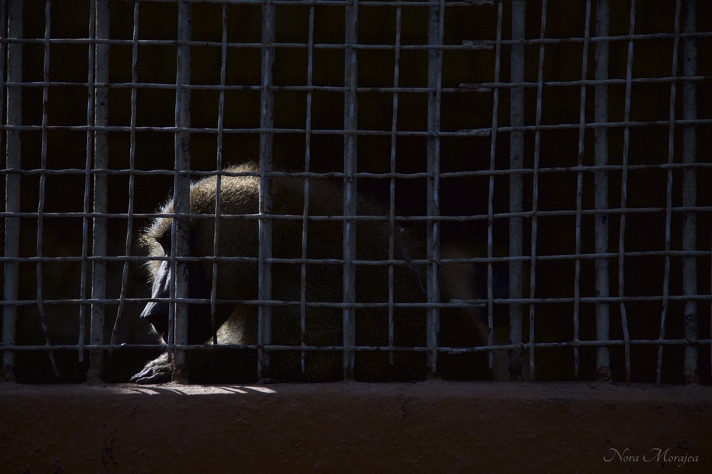 Nora_Morajea's tweet photo. #Tunis_Zoo 🇹🇳
No to locking up animals in small areas!!!

Taken Using: Canon 5D Mark iii https://t.co/aoPCdY3YWh