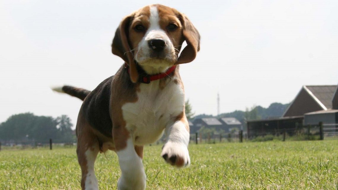 glfelicetti's tweet photo. Abbiamo battuto Green Hill anche in Corte di Cassazione! Definitivi condanne a 4 anni di reclusione per responsabili e salvezza 3000 beagle! https://t.co/rLCKTr7D9y