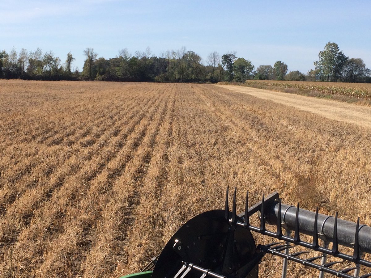 HT_Precision's tweet photo. HT Demo Plot coming off today. #tillage, #whitebeans, #rowwidth. First look white mould pressure higher in 15" spacing. https://t.co/kXbchhEZyr