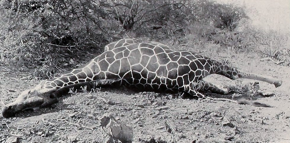 68/ The Supply Depot men occasionally shot at giraffes, not for their meat, but because these 17 feet-tall creatures kept breaking...