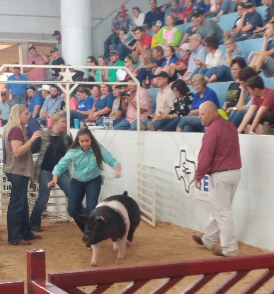 FranklinISD's tweet photo. Ashley showing her Hampshire barrow. @StateFairOfTX #FHSffa https://t.co/zw5p414RGm