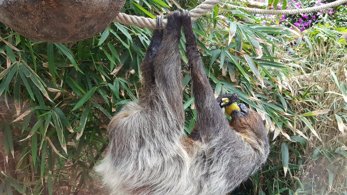 ForestStart's tweet photo. Recent visit to Tenerife wildlife park, sloth enjoying a pear! https://t.co/Wj2jzRbsl4