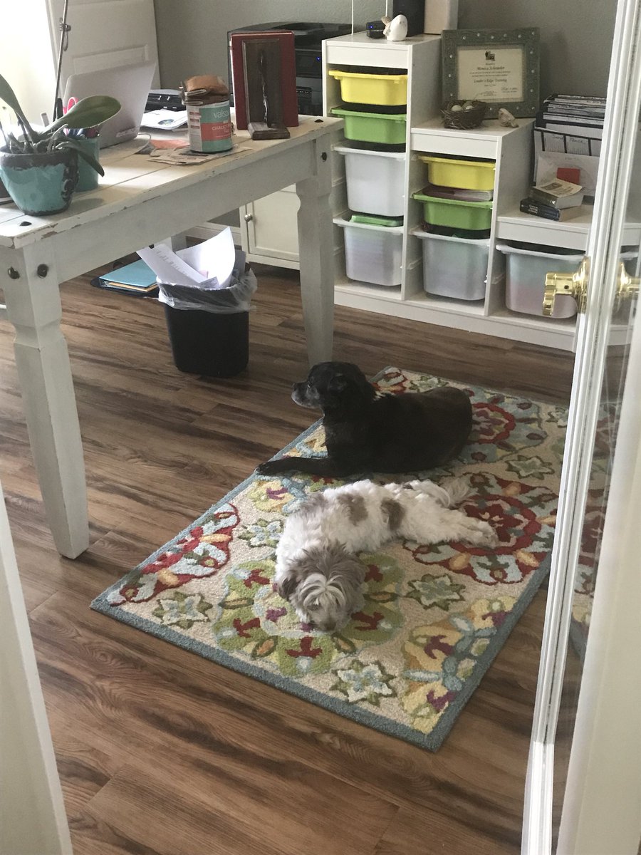 MonicaTheAgent's tweet photo. I never get lonely while I’m working. Always have company. #ilovemyjob #mansbestfriend #realtor https://t.co/friRavCApV