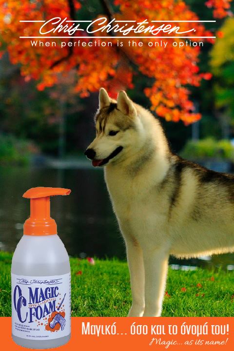 ShowdogGr's tweet photo. Μαγικό... όσο και το όνομά του!
#chrischristensen #norinse #selfsinse #dog #coat #care #passionforgrooming #showdog #sharingthepassion https://t.co/0DKBHVDenF