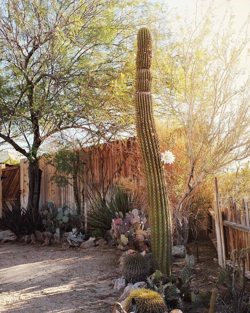 Every morning there’s a new surprise in the garden. It’s been really interesting to see how these ‘fat boy’ cacti … ift.tt/2xeRB06