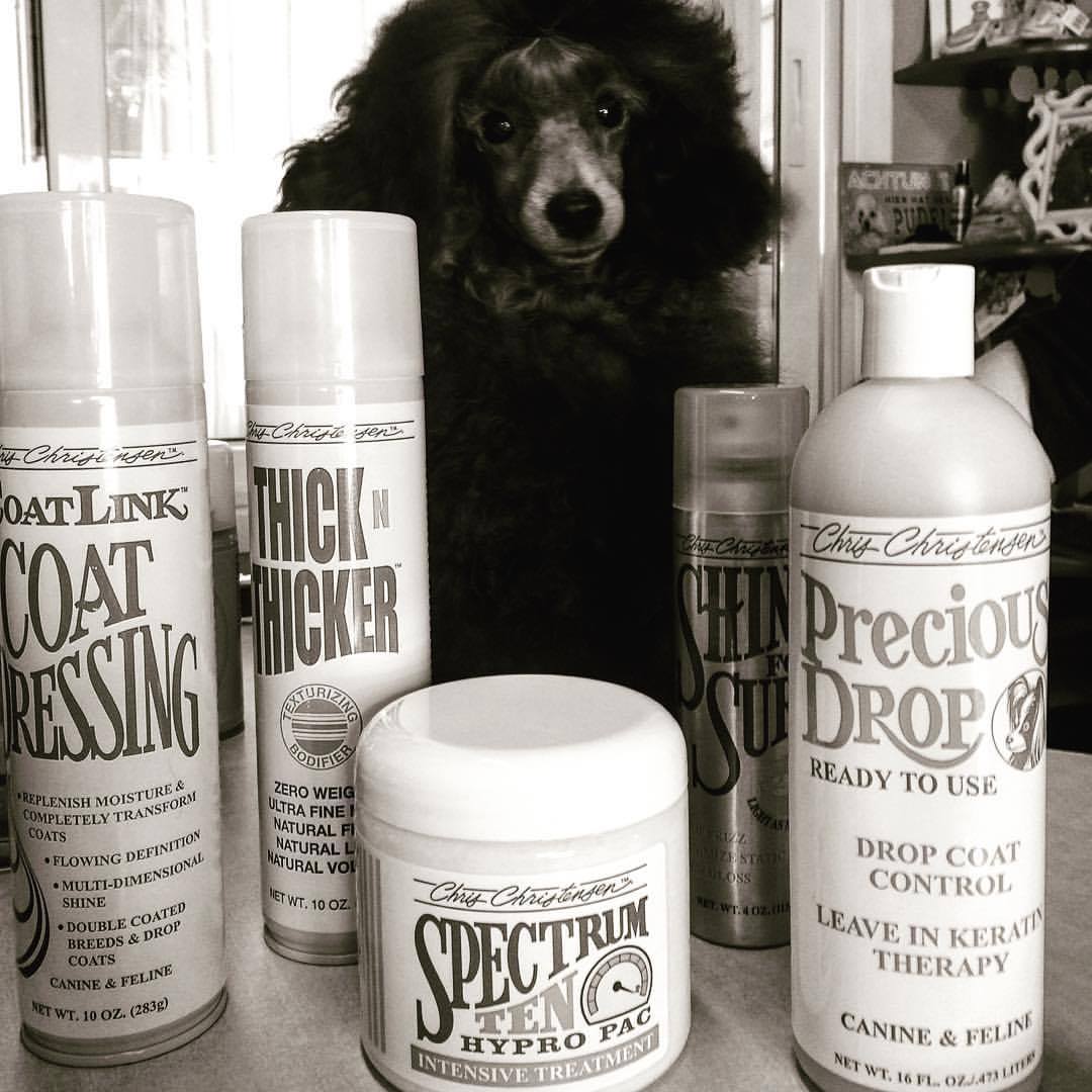 ShowdogGr's tweet photo. #chrischristensen #cc #poodle #passionforgrooming #showdog #puppy #dogshow #sharingthepassion  — μαζί με Sonias Grooming -Dogs Beauty Shop https://t.co/8x0pkTmTaH