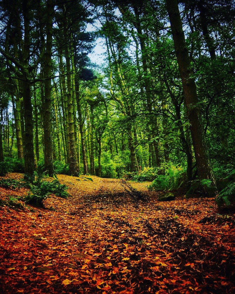 RichardNoseBest's tweet photo. #Autumn walks! https://t.co/QYBO2N1Ria