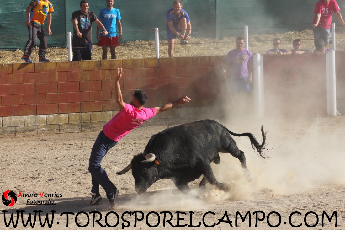 TOROSXELCAMPO's tweet photo. Humanes (Gu) Encierro por el campo con 2 utreros.  Domingo,10 de Septiembre de 2017. Ya disponible en: https://t.co/5O2akRUMjO https://t.co/WhqhZMFeSr