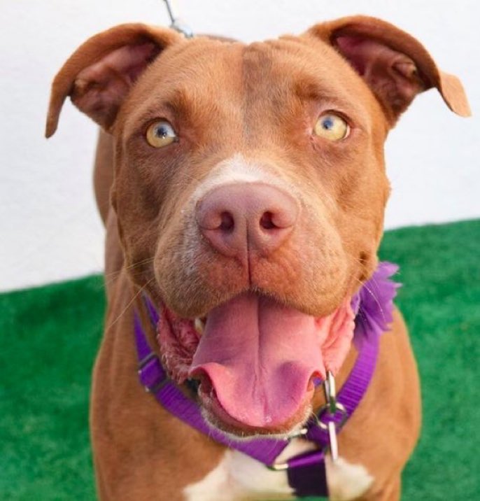 LittleGreenDog1's tweet photo. Autumn, 3y/o 60lb Pit Bull. She's gentle, friendly, easygoing &amp; so full of love. Apply to adopt her @ https://t.co/0rTwODLihJ @WagsandWalks https://t.co/yjiPaxWApW