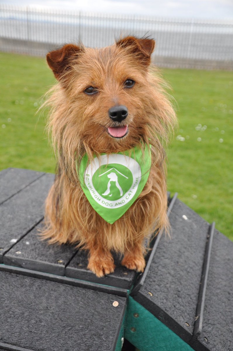 marcthevet's tweet photo. 3 days until I'm locked in a kennel at @EdinDogCatHome to raise funds for rescue dogs &amp; cats: https://t.co/76SiKqUrjB #InTheDogHouse2017 https://t.co/eZn5YTARkt