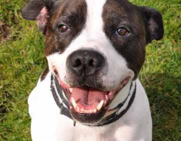 marcthevet's tweet photo. 3 days until I'm locked in a kennel at @EdinDogCatHome to raise funds for rescue dogs &amp; cats: https://t.co/76SiKqUrjB #InTheDogHouse2017 https://t.co/eZn5YTARkt