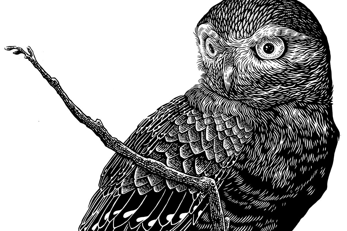 creativemorning's tweet image. Meet Our #CMpioneer Illustrator, John Vogl (@JohnBungaloo): buff.ly/2fXe0Jz