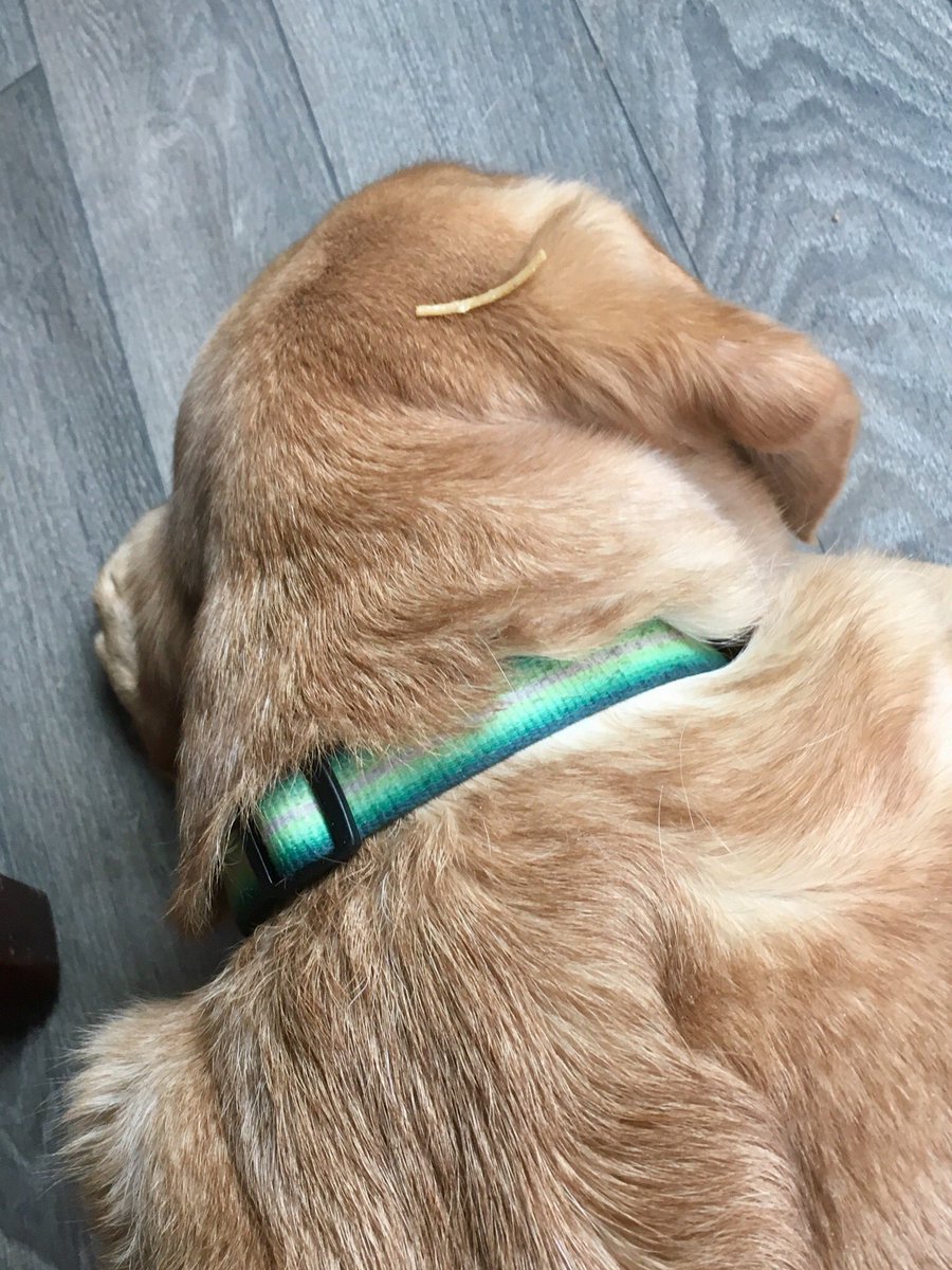 BlncingThisLife's tweet photo. Spaghetti dog is back in his rightful place keeping our floors clean! #labpuppy #hoover #spaghettidog https://t.co/S95FMWTWRf